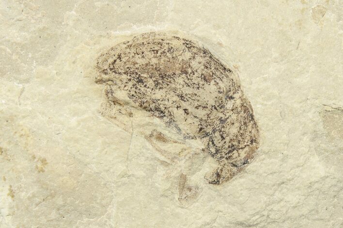 Detailed Fossil Weevil (Snout Beetle) - Green River Formation #242695